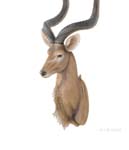 AT001 Anne Home - Antelope Head Wall Decorative 